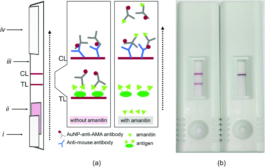 Depictions of the test strips used in this study. (a) Schematic diagram of the lateral flow strip along with a diagram of the reagents on the control line (CL) and test line (TL). (b) A view of the strips when used in a cassette. The left cassette is an example of a sample without amatoxins (negative) and the right cassette is an example of a sample with amatoxins (positive). (i) sample pad, (ii) conjugate pad, (iii) nitrocellulose membrane, (iv) wicking pad, and the arrow indicates the flow direction. 